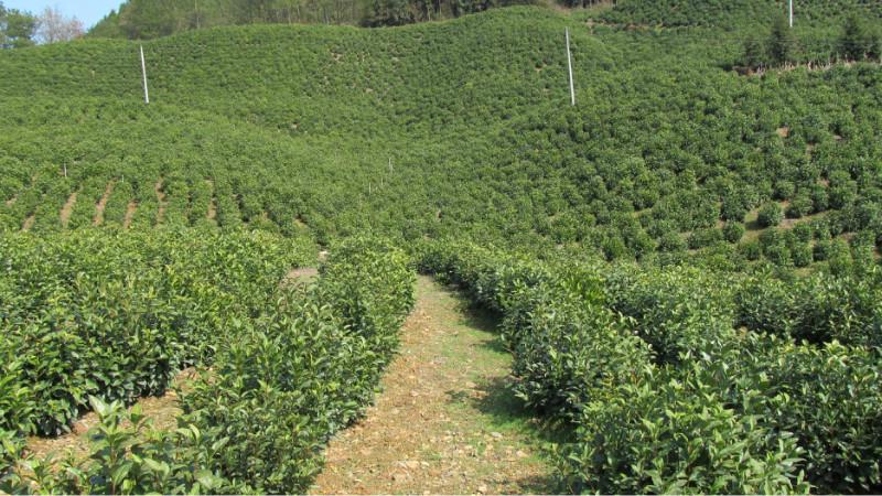 飘在江湖_江湖飘什么意思_江湖飘门